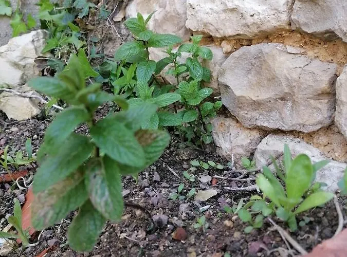 Apartment 2 A 4 Personnes Dompierre-sur-Mer